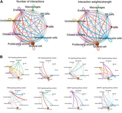 Single-Cell Transcriptomics of Proliferative Phase Endometrium: Systems Analysis of Cell–Cell Communication Network Using CellChat